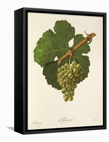 Sylvaner Grape-J. Troncy-Framed Stretched Canvas