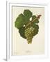 Sylvaner Grape-J. Troncy-Framed Premium Giclee Print