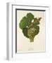 Sylvaner Grape-J. Troncy-Framed Giclee Print