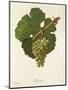 Sylvaner Grape-J. Troncy-Mounted Giclee Print