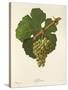 Sylvaner Grape-J. Troncy-Stretched Canvas