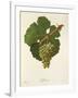 Sylvaner Grape-J. Troncy-Framed Giclee Print