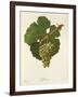 Sylvaner Grape-J. Troncy-Framed Giclee Print