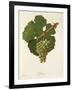 Sylvaner Grape-J. Troncy-Framed Giclee Print