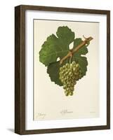 Sylvaner Grape-J. Troncy-Framed Giclee Print