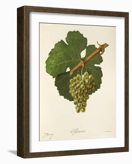 Sylvaner Grape-J. Troncy-Framed Giclee Print