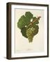 Sylvaner Grape-J. Troncy-Framed Giclee Print