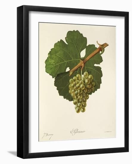 Sylvaner Grape-J. Troncy-Framed Giclee Print