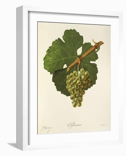 Sylvaner Grape-J. Troncy-Framed Giclee Print