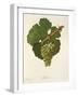 Sylvaner Grape-J. Troncy-Framed Giclee Print