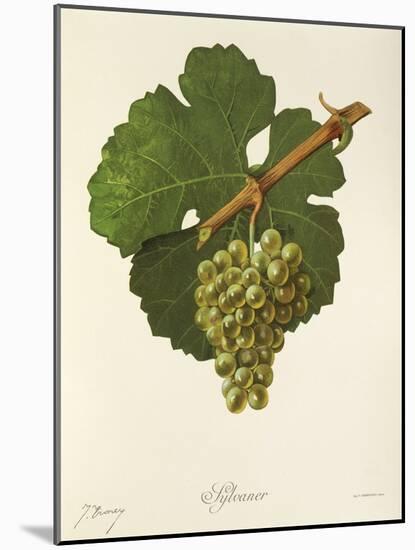 Sylvaner Grape-J. Troncy-Mounted Giclee Print