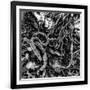 Gramercy Black