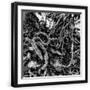 Black Frame