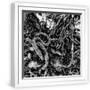 White Frame