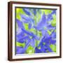 Brown Frame
