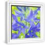 White Frame