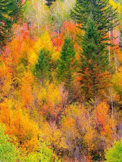 Premium Photographic Print, , large