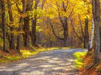 USA, New England, Vermont gravel road lined with sugar maple in full Fall color-Sylvia Gulin-Photographic Print