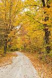 USA, New England, Vermont tree-lined gravel road with Sugar Maple in Autumn-Sylvia Gulin-Photographic Print