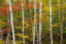 USA, New England, Vermont tree-lined roadway in Autumns Fall colors.-Sylvia Gulin-Photographic Print