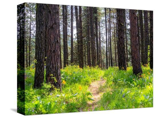 Stretched Canvas Print, , large