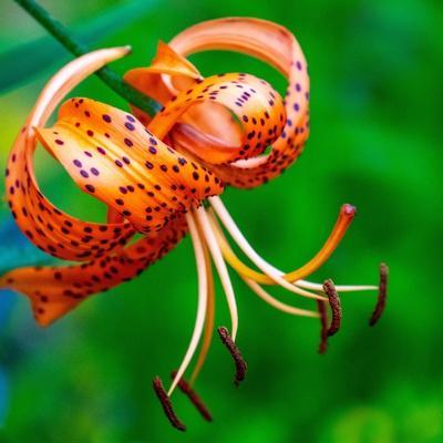 Tiger Lily Posters & Wall Art Prints | AllPosters.com