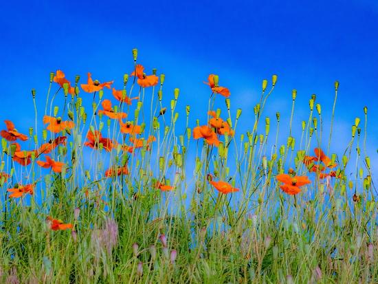 Premium Photographic Print, , large