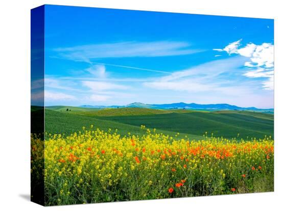Stretched Canvas Print, , large