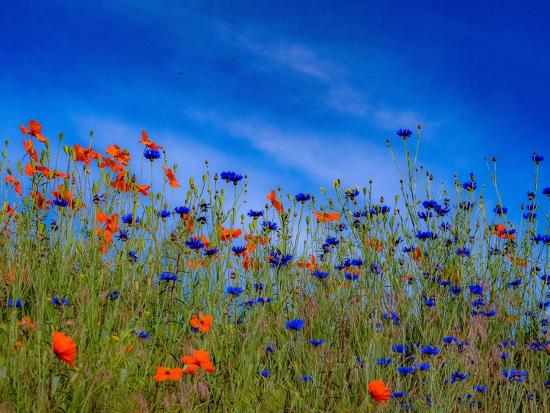 Premium Photographic Print, , large