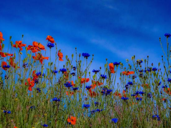Premium Photographic Print, , large