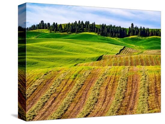 Stretched Canvas Print, , large