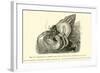 Symbiosis of a Hermit Crab-null-Framed Giclee Print