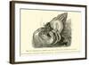 Symbiosis of a Hermit Crab-null-Framed Giclee Print