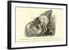 Symbiosis of a Hermit Crab-null-Framed Giclee Print