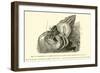 Symbiosis of a Hermit Crab-null-Framed Giclee Print