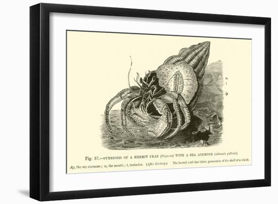 Symbiosis of a Hermit Crab-null-Framed Giclee Print
