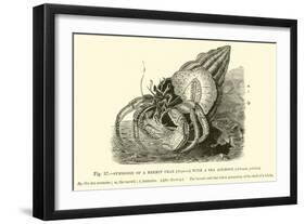 Symbiosis of a Hermit Crab-null-Framed Giclee Print