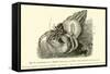 Symbiosis of a Hermit Crab-null-Framed Stretched Canvas