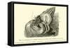 Symbiosis of a Hermit Crab-null-Framed Stretched Canvas