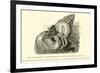 Symbiosis of a Hermit Crab-null-Framed Giclee Print