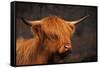 Symbolic of Scotland-Susann Parker-Framed Stretched Canvas