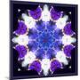 Symmetric Energetic Floral Montage of Flowers-Alaya Gadeh-Mounted Photographic Print