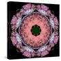 Symmetric Layer Work from Flower Photographs-Alaya Gadeh-Stretched Canvas