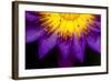 Symmetrical Lotus for Conceptual Photo-wong yu liang-Framed Photographic Print