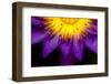 Symmetrical Lotus for Conceptual Photo-wong yu liang-Framed Photographic Print