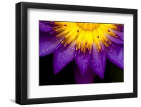 Symmetrical Lotus for Conceptual Photo-wong yu liang-Framed Photographic Print