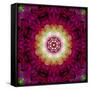 Symmetrical Ornament of Flower Photos-Alaya Gadeh-Framed Stretched Canvas