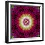 Symmetrical Ornament of Flower Photos-Alaya Gadeh-Framed Photographic Print