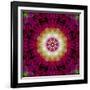 Symmetrical Ornament of Flower Photos-Alaya Gadeh-Framed Photographic Print