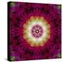 Symmetrical Ornament of Flower Photos-Alaya Gadeh-Stretched Canvas